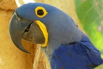 hyacinth macaw (Anodorhynchus hyacinthinus)