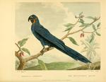 hyacinth macaw (Anodorhynchus hyacinthinus)