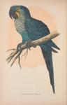 hyacinth macaw (Anodorhynchus hyacinthinus)