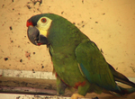 blue-winged macaw, Illiger's macaw (Primolius maracana)