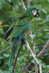 chestnut-fronted macaw, severe macaw (Ara severus)