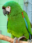 chestnut-fronted macaw, severe macaw (Ara severus)