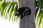 chestnut-fronted macaw, severe macaw (Ara severus)