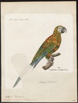 chestnut-fronted macaw, severe macaw (Ara severus)