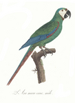 chestnut-fronted macaw, severe macaw (Ara severus)