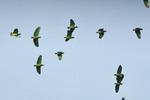 blue-headed parrot (Pionus menstruus)