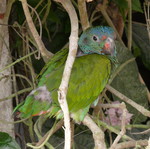 blue-headed parrot (Pionus menstruus)