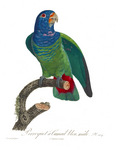 blue-headed parrot (Pionus menstruus)