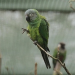 dusky-headed parakeet (Aratinga weddellii)