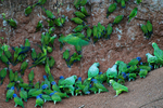 ...ded parakeet (Aratinga weddellii), mealy amazon (Amazona farinosa), yellow-crowned amazon (Amazo