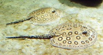 ocellate river stingray, peacock-eye stingray (Potamotrygon motoro)