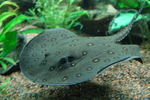 ocellate river stingray, peacock-eye stingray (Potamotrygon motoro)