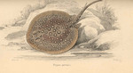 ocellate river stingray, peacock-eye stingray (Potamotrygon motoro syn. Trygon garrapa)