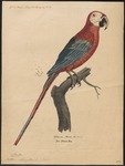 red-and-green macaw (Ara chloropterus)