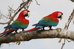 red-and-green macaw (Ara chloropterus)