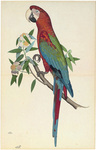 red-and-green macaw (Ara chloropterus)