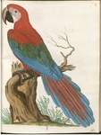 red-and-green macaw (Ara chloropterus)