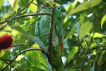 mealy amazon (Amazona farinosa)