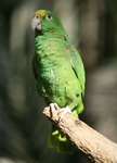 yellow-crowned amazon (Amazona ochrocephala)