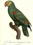 yellow-crowned amazon (Amazona ochrocephala)