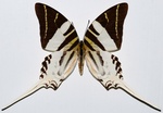 giant swordtail (Graphium androcles)