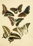 ...Graphium thule, Graphium anthedon, great blue mime (Papilio paradoxa), great jay (Graphium euryp