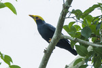 golden-crested myna (Ampeliceps coronatus)