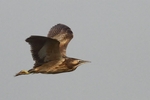 Australasian bittern (Botaurus poiciloptilus)