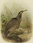 Australasian bittern (Botaurus poiciloptilus)