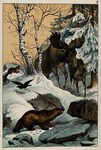 wolverine (Gulo gulo), moose (Alces alces)