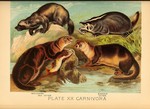 wolverine (Gulo gulo), European badger (Meles meles), sea otter (Enhydra lutris), Eurasian otter...