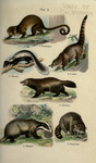 ...kinkajou (Potos flavus), striped skunk (Mephitis mephitis), ring-tailed coati (Nasua nasua), wol