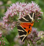 Jersey tiger (Euplagia quadripunctaria)