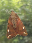 Jersey tiger (Euplagia quadripunctaria)