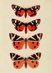 scarlet tiger (Callimorpha dominula), Jersey tiger (Euplagia quadripunctaria)