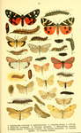 ...on-speckled flunkey (Utetheisa pulchella), rosy footman (Miltochrista miniata), Paidia rica, dew