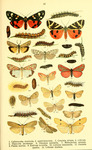 scarlet tiger (Callimorpha dominula), Jersey tiger (Euplagia quadripunctaria), feathered footman...