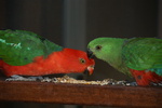 Australian king parrot (Alisterus scapularis)