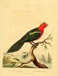 Australian king parrot (Alisterus scapularis)