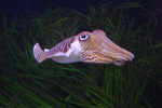 common cuttlefish (Sepia officinalis)