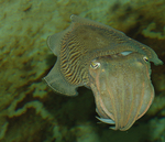 common cuttlefish (Sepia officinalis)