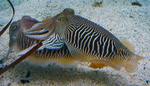 common cuttlefish (Sepia officinalis)