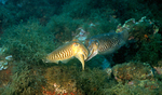 common cuttlefish (Sepia officinalis)