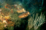 common cuttlefish (Sepia officinalis)