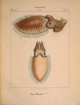 common cuttlefish (Sepia officinalis)