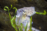 common cuttlefish (Sepia officinalis)