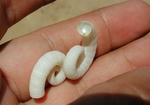 ram's horn squid (Spirula spirula)