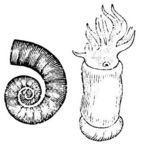 ram's horn squid (Spirula spirula)