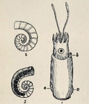 ram's horn squid (Spirula spirula)