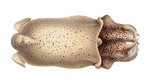 ram's horn squid (Spirula spirula)